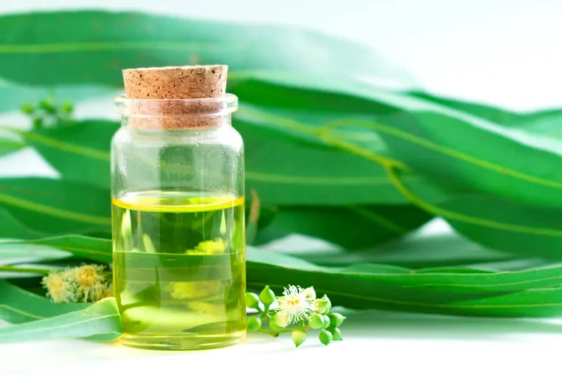 Aceite Macerado de Eucalipto