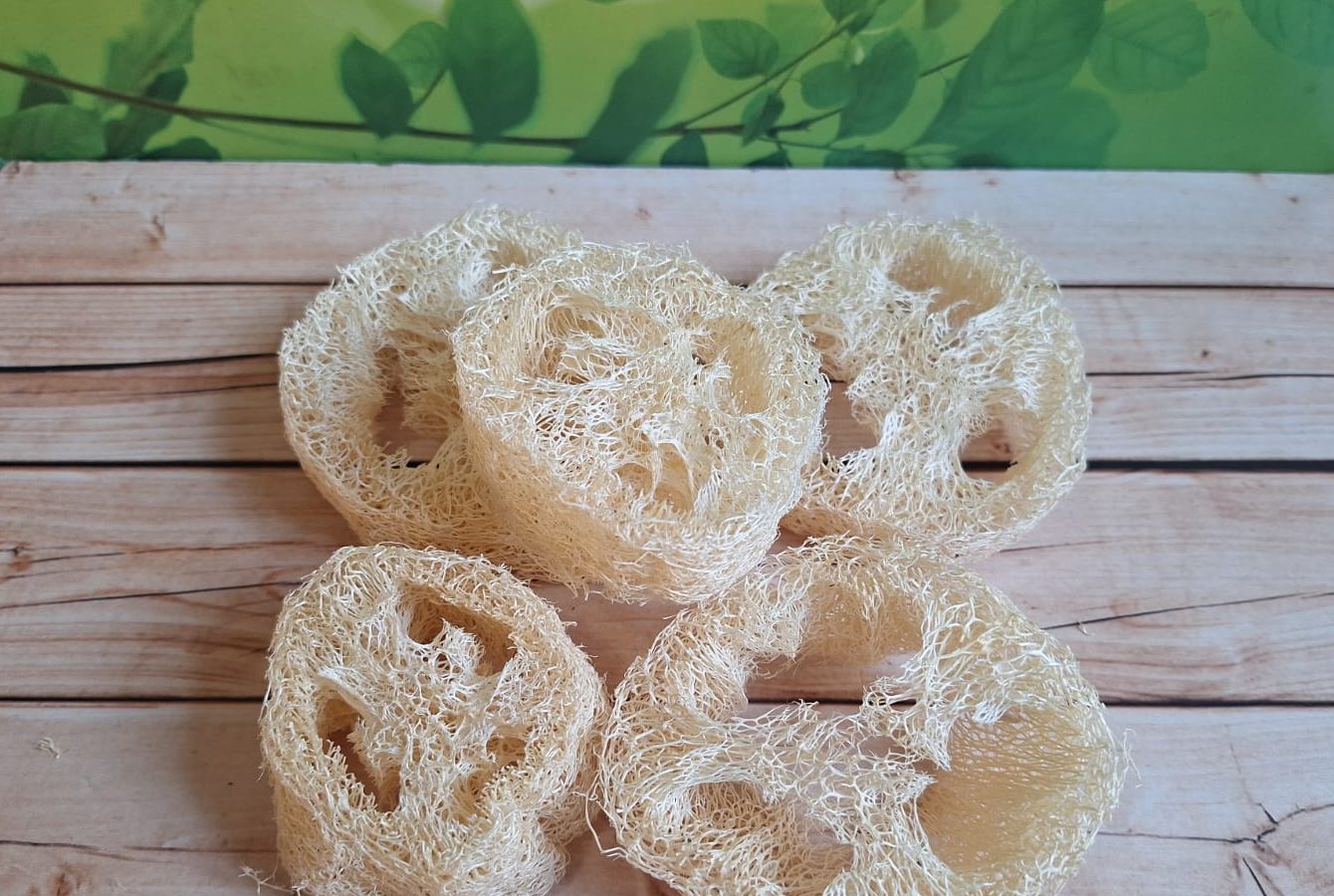 Luffa en Trozos
